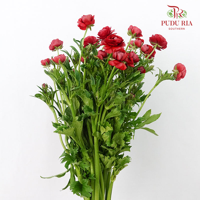 Ranunculus Butterfly Red (8 - 10 Stems) - Pudu Ria Florist Southern