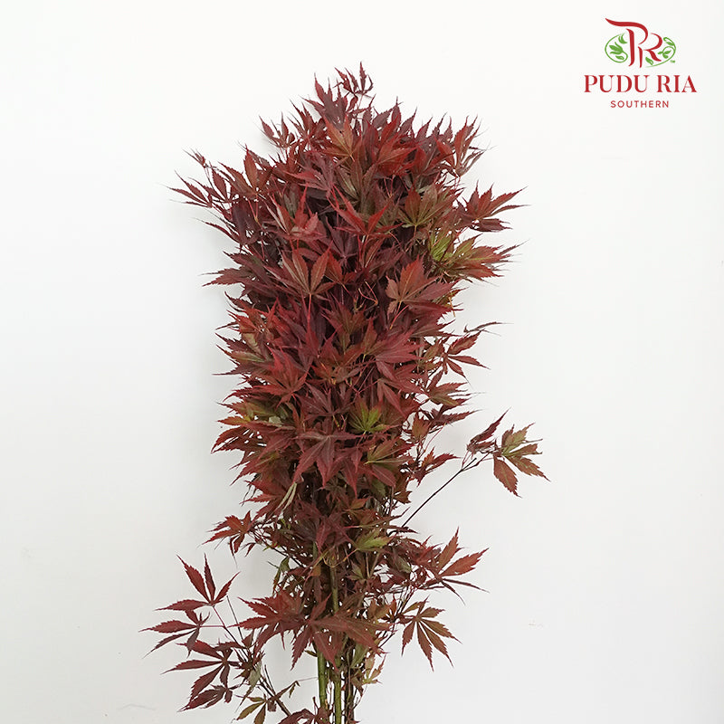 Maple Leaf - Pudu Ria Florist Southern