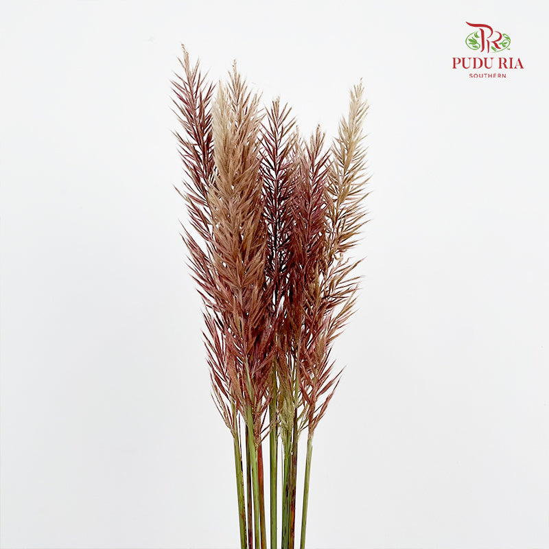 Phragmites Australis - (Per Bundle)