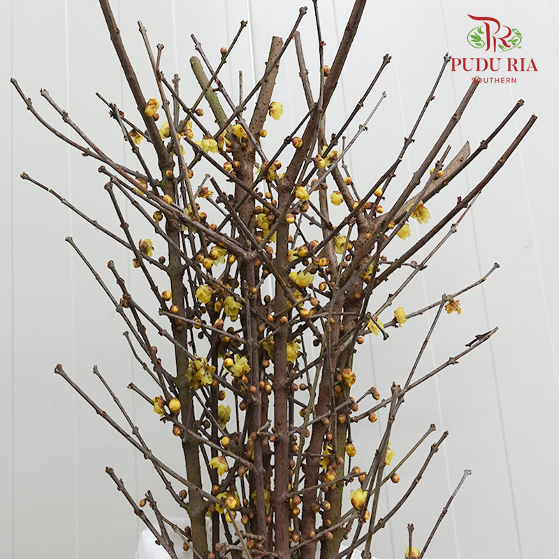 Wintersweet 腊梅 - (Per Bundle)