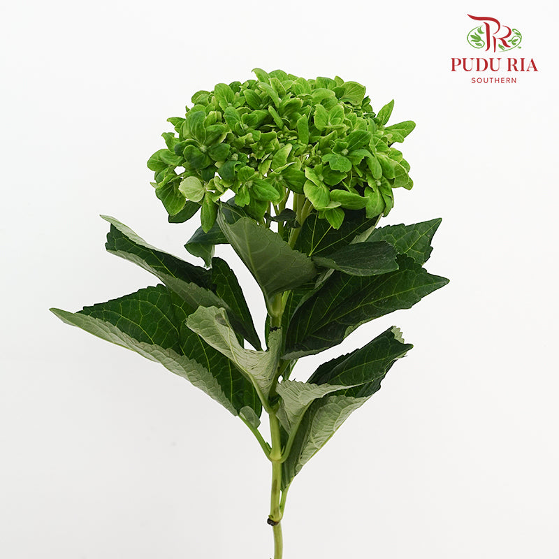 Hydrangea Dark Green - (Per Stem)