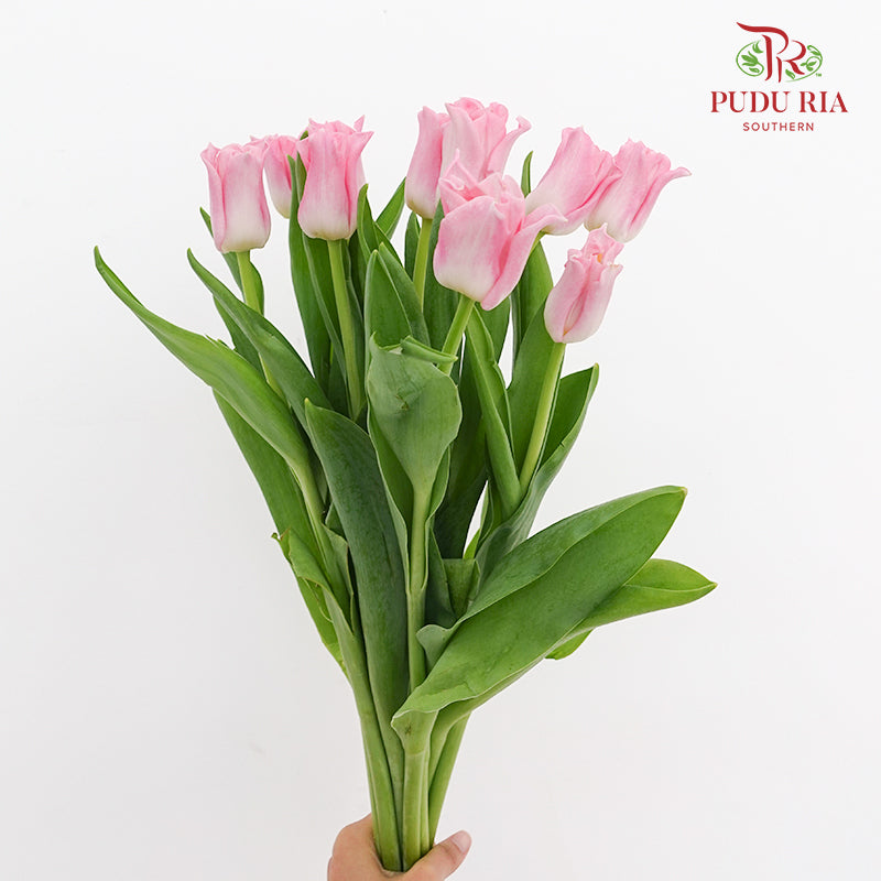 Tulip Crown of Dynasty Light Pink - (8-10 Stems)