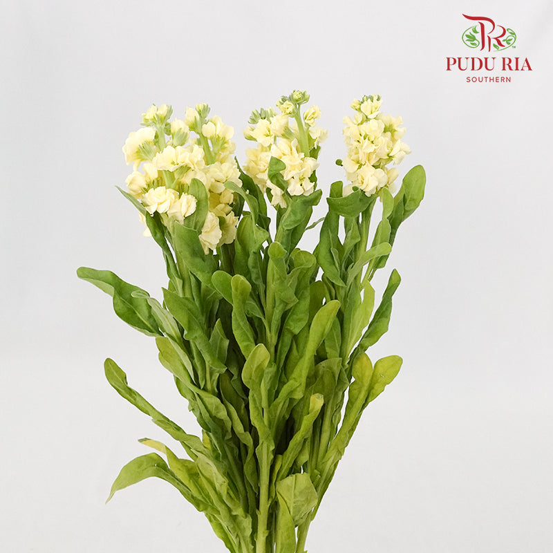 Matthiola Yellow - 5 Stems - Pudu Ria Florist Southern