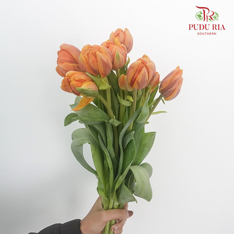 Tulip Golden Double petal (8-9 Stems) - Pudu Ria Florist Southern