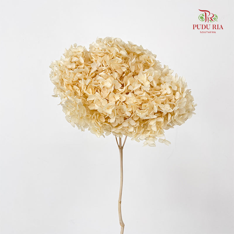 Preservative Hydrangea - Cream Small / Per Stem