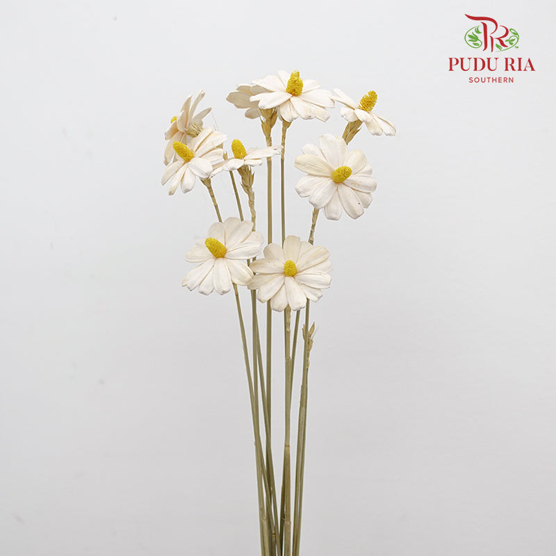 Dry Sunflower Seed Flower - White (Disk Flower Yellow)