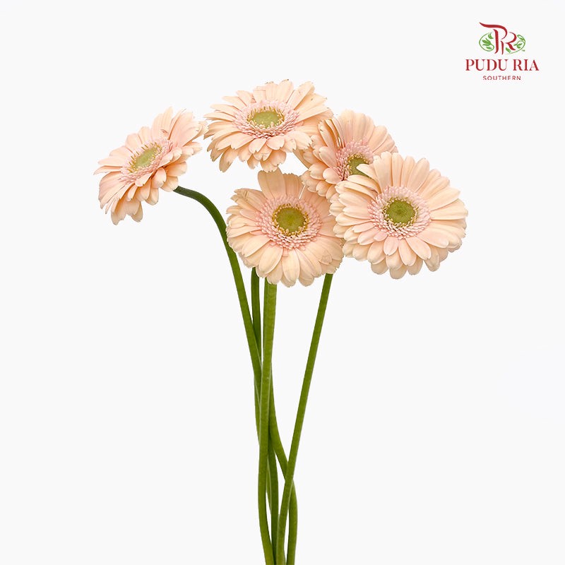 Gerbera Mini Alix Noor - (5 Stems)