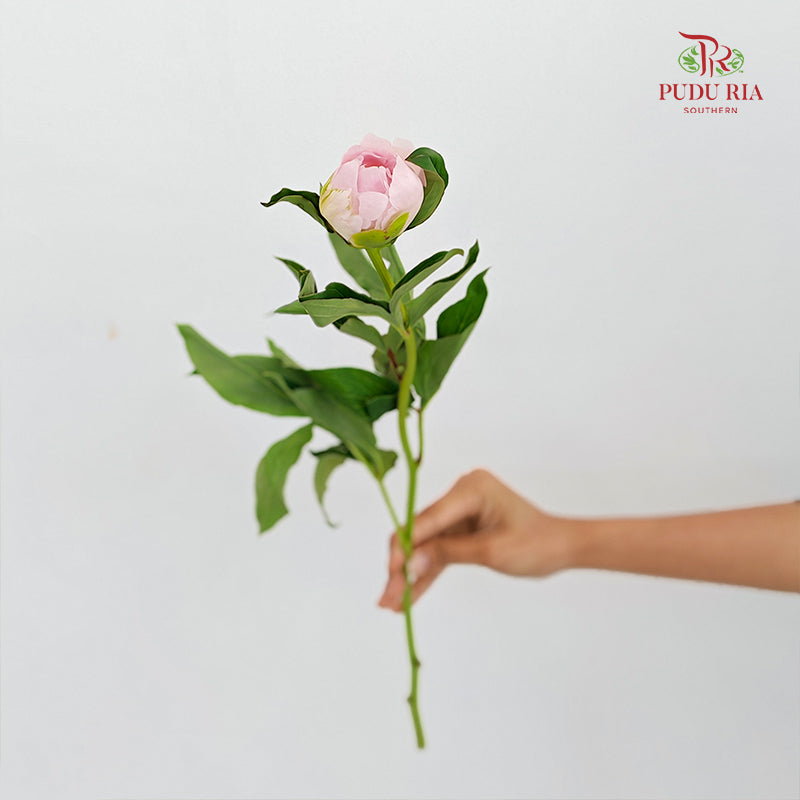 Peony Charlie white 查理白芍药 - (5 Stems)