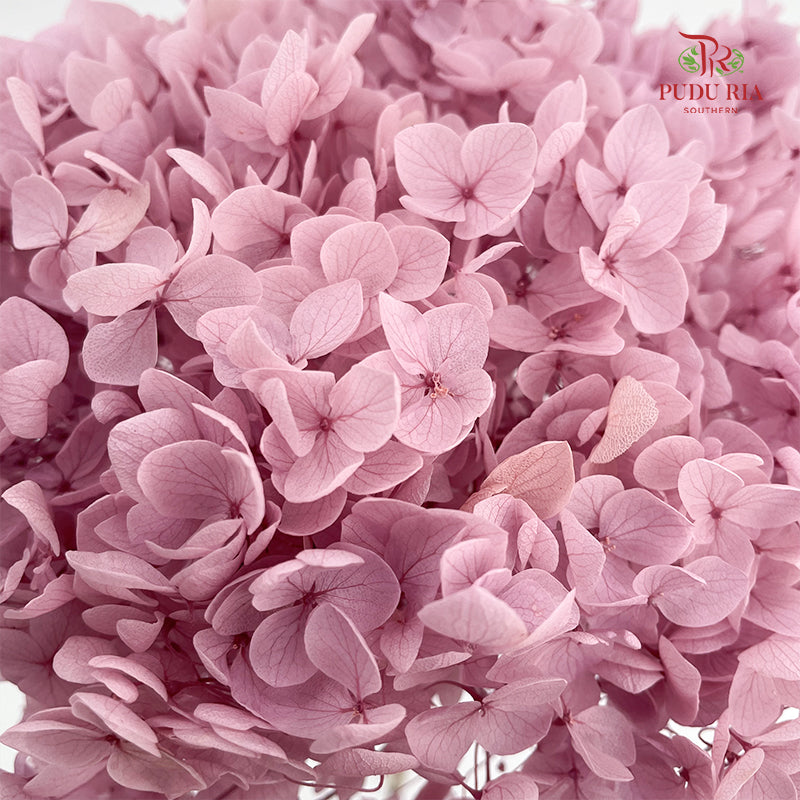 Preservative Hydrangea Strawberry Yogurt - Per Stem