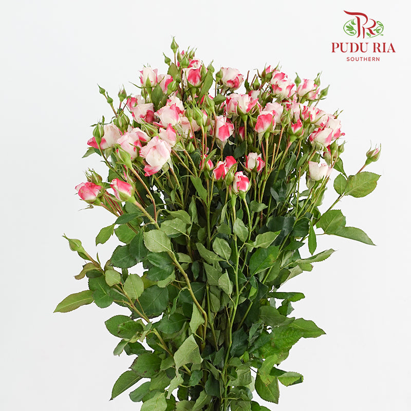 Rose Spray Refringence - (8-10 Stems)