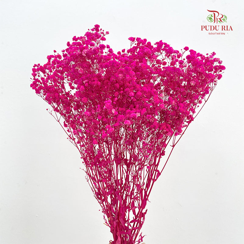 Preservative Baby Breath - Hot Pink