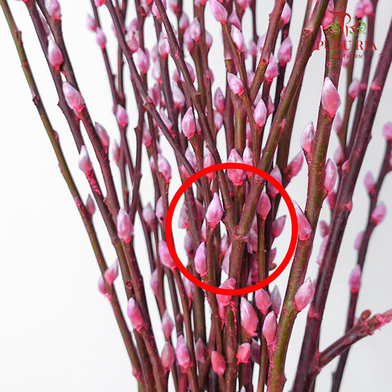 银柳分枝 Pussy Willow Spray Pink (6FT) - (12 Stems)