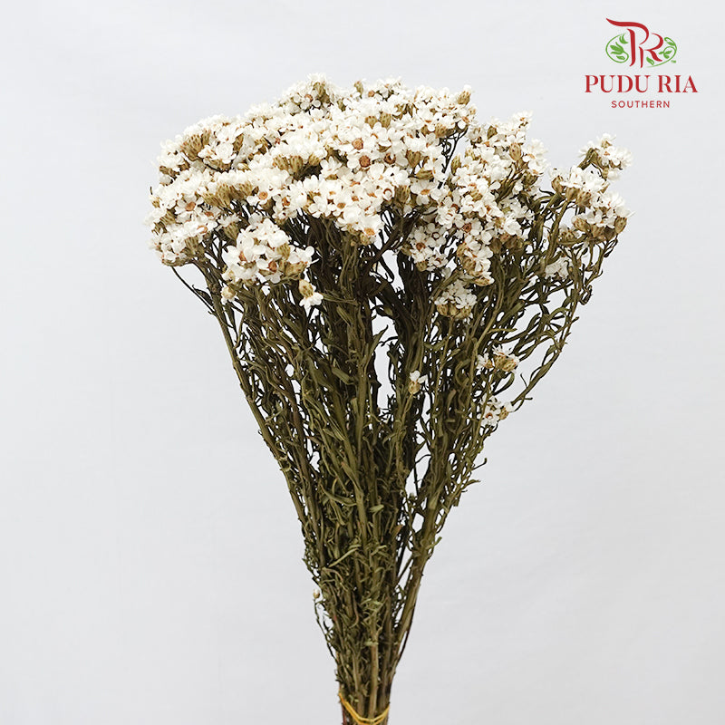 Dry Wax Flower / Ixodia