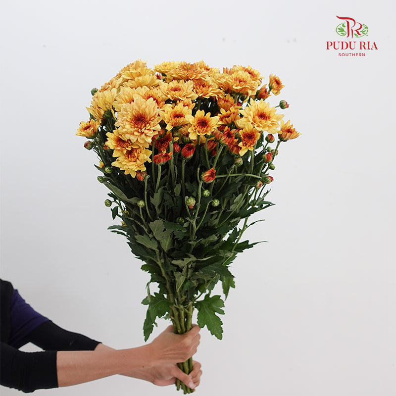 Chrysanthemum Pompom Brown/Yellow 3 - (10-12 Stems)