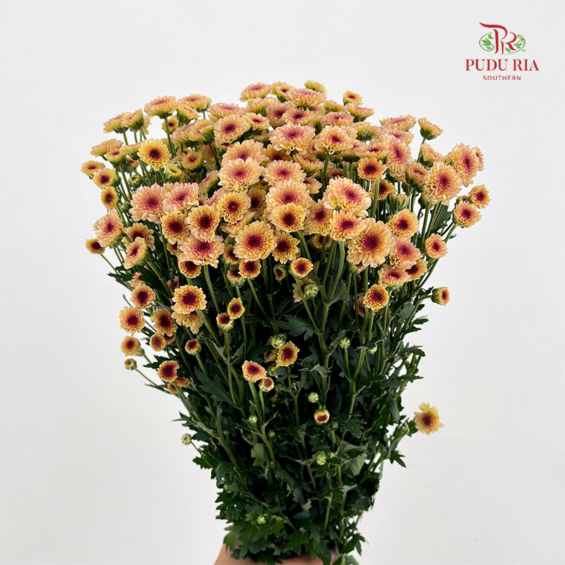 Chrysanthemum Santini / Calimero Mini Button Light Orange