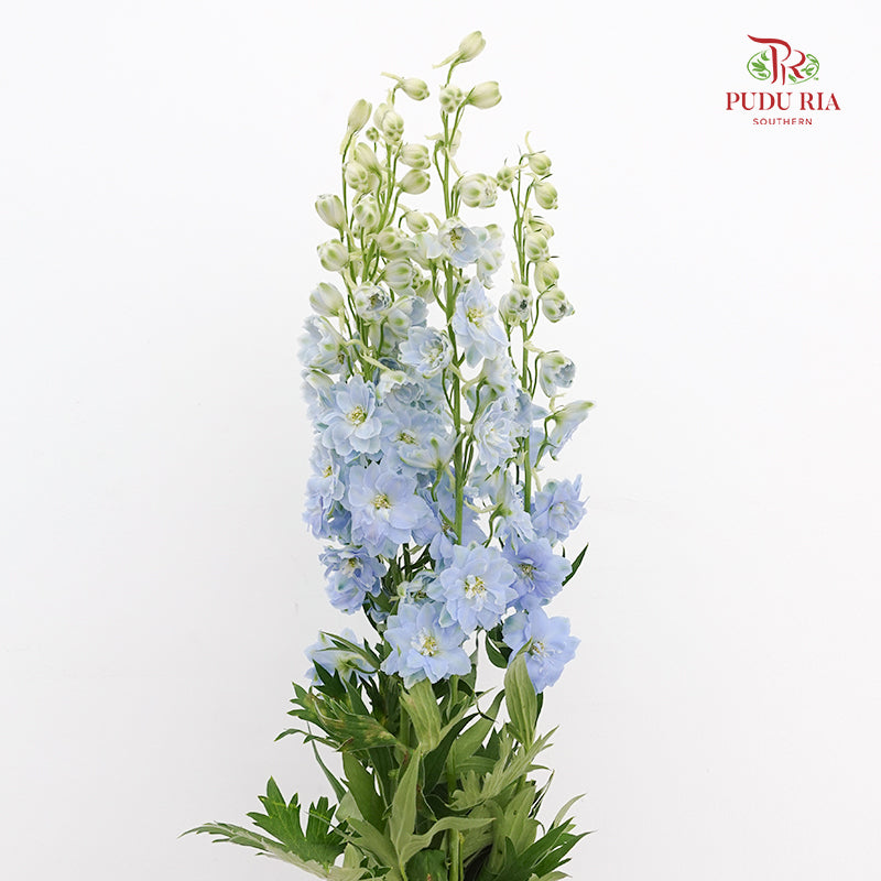 Delphinium Short Light Blue - (5 Stems)