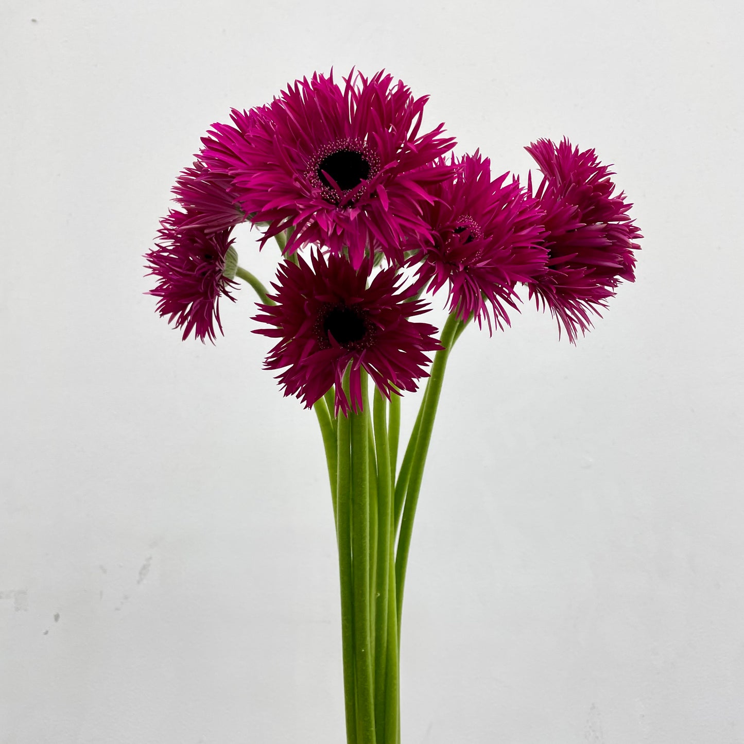 Gerbera Spider Purple - (8-10 Stems)