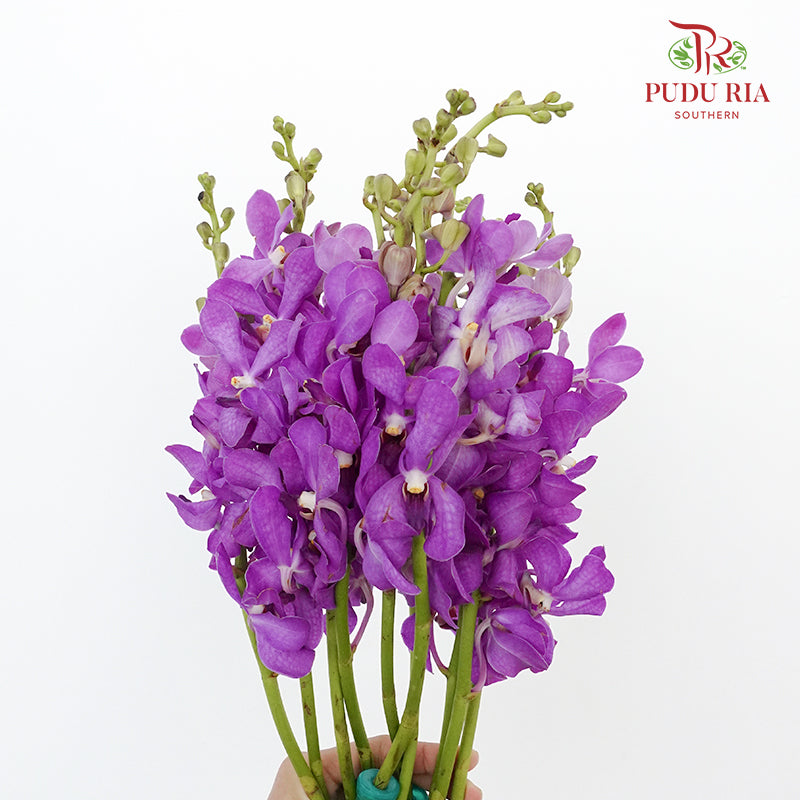 Mokara Orchid Purple / 10 Stems - Pudu Ria Florist Southern