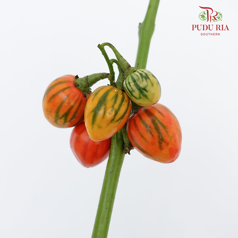 Ornamental Eggplant - (Per Bundle)