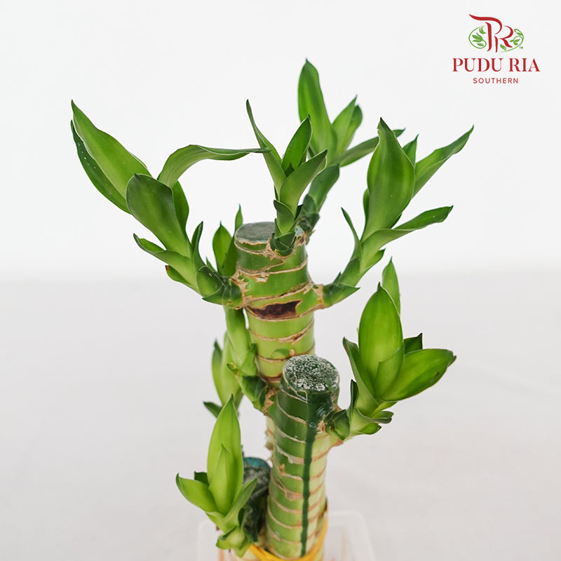 3In1 Dragon Bamboo 富贵竹