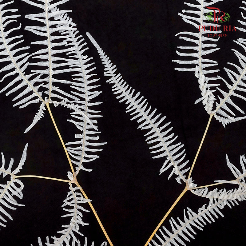 Preservative Mountain Fern