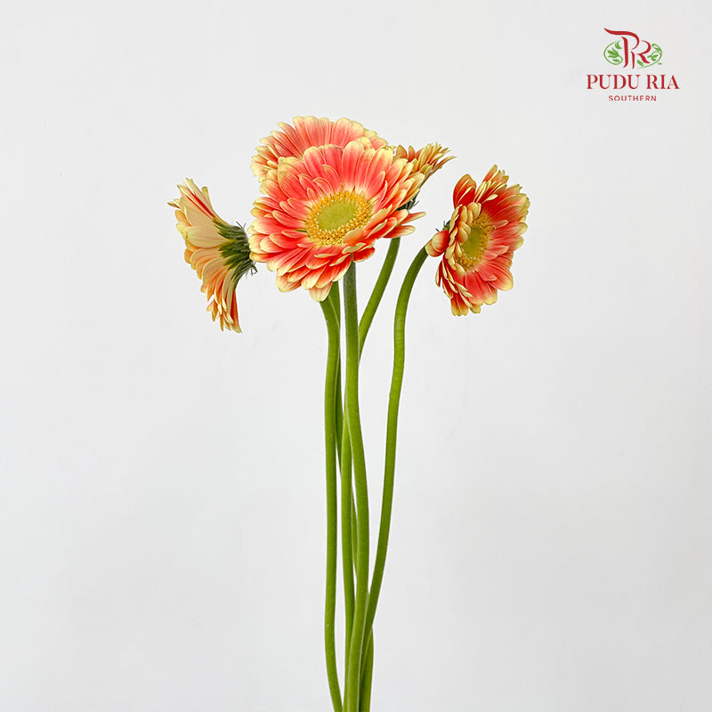 Gerbera Mini Tompouce - (5 Stems)