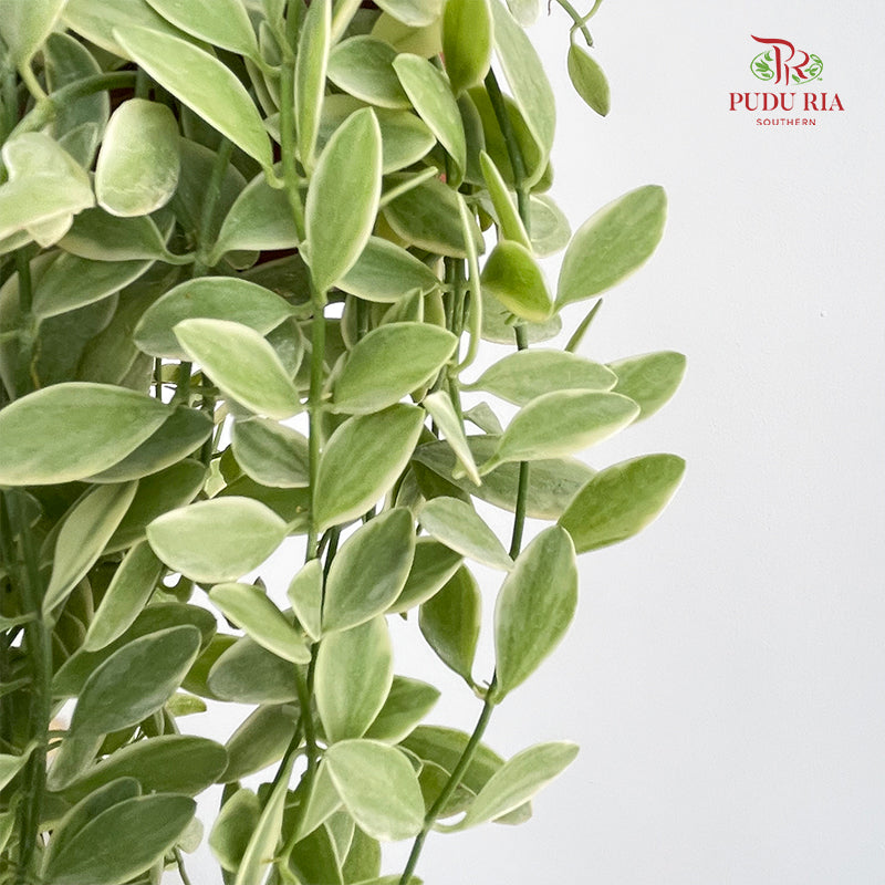 Dischidia Oinantha Varie