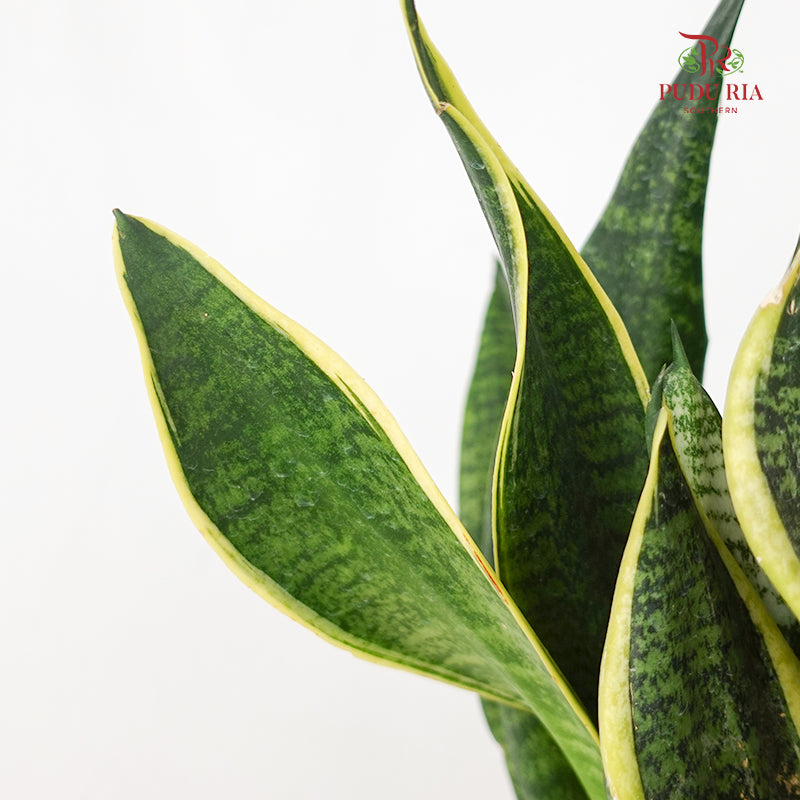 Sansevieria Superba