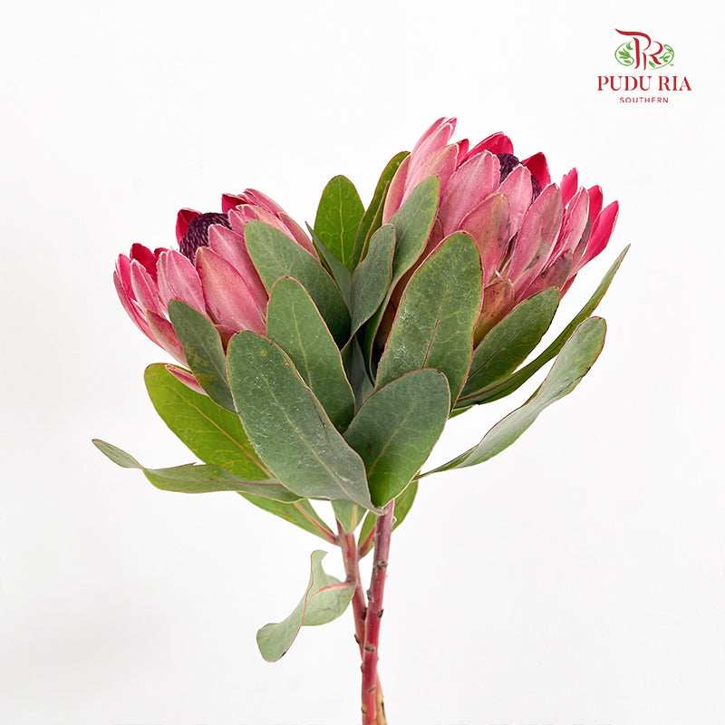 Protea Sylvia - (2 Stems)