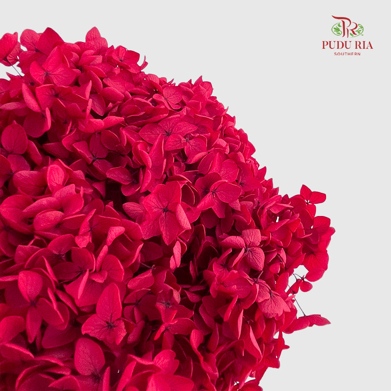 Preservative Hydrangea Small Petal - Red Raspberry