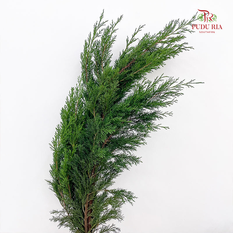 Sabina Chinensia - (Per Bundle)