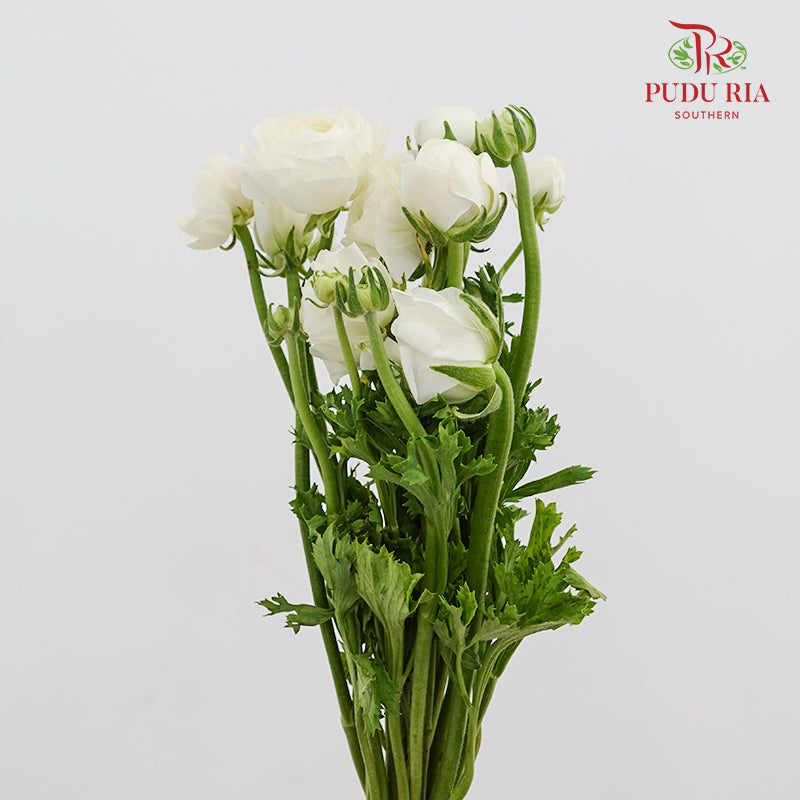 Ranunculus Cloni White - (8 - 10 Stems)