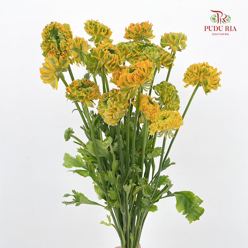 Ranunculus Fairyland Yellow 洋牡丹 - (8-10 Stems)