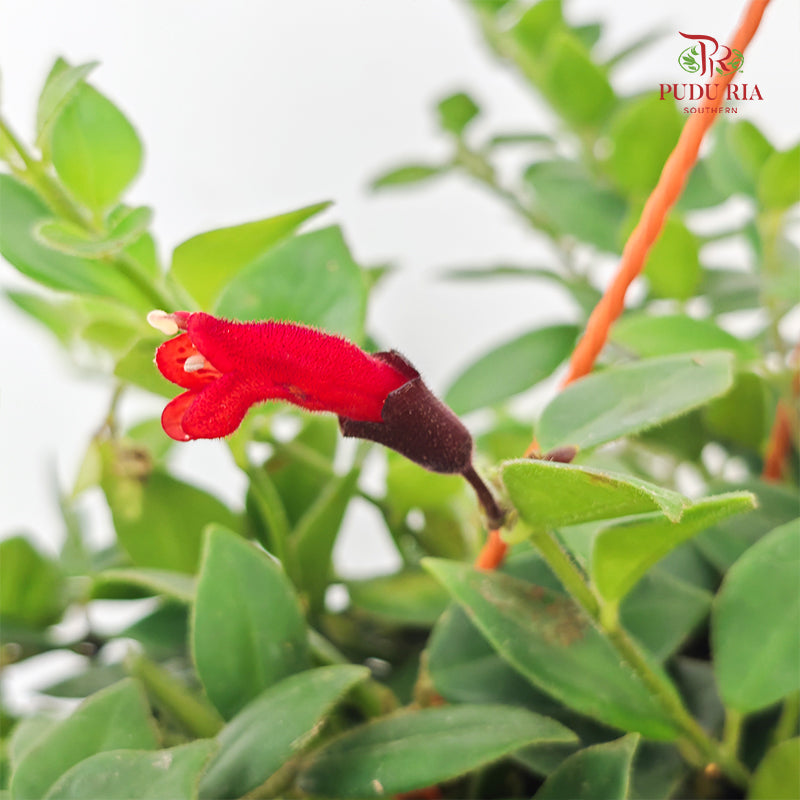 Aeschynanthus Monalisa (Lipstick)