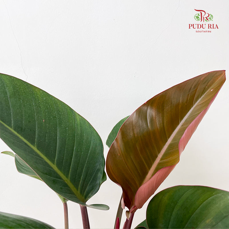 Philodendron Red Congo P170