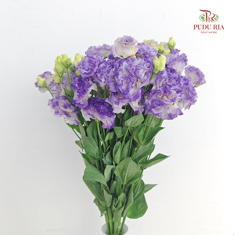 Eustoma Wave Smoke Gray - (12-15 Stems)