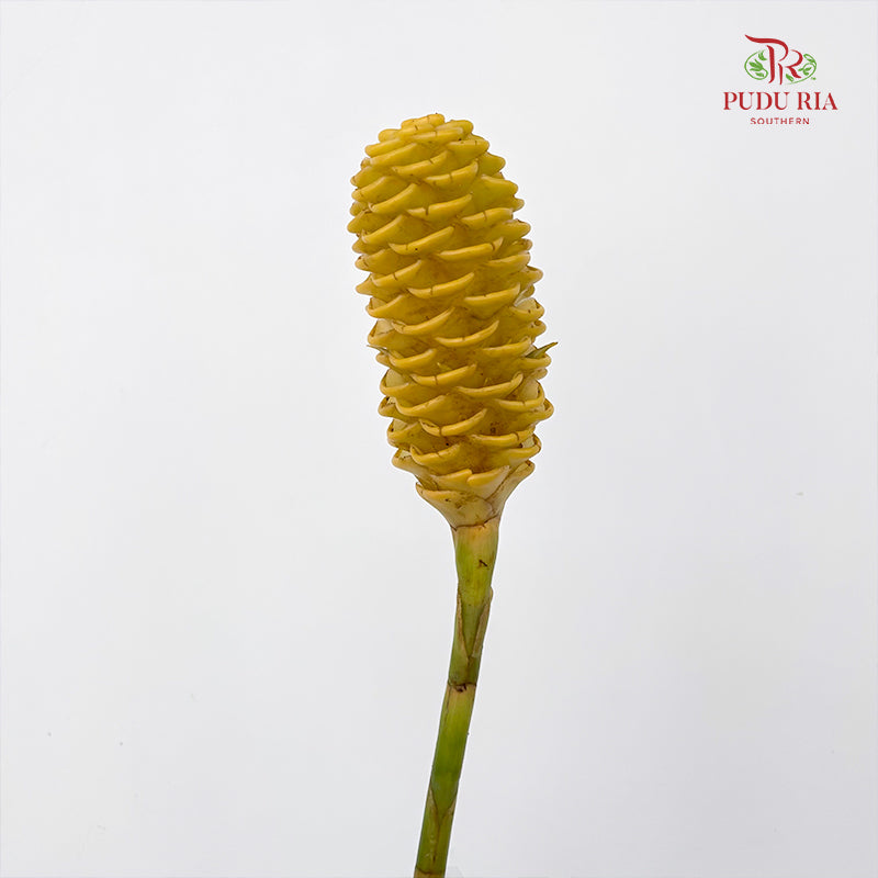Wild Ginger 蜂巢姜花 Yellow - (Per Stems)