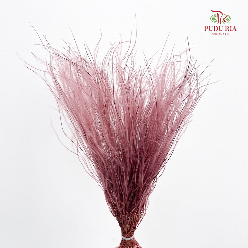 Dry Stipa Grass (Feather Grass) - Red Bean