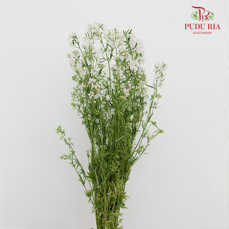 Delphinium Mini White - (5 Stems)