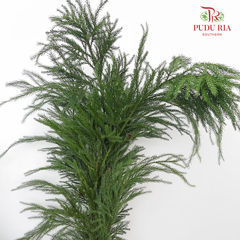 Cryptomeria - Pudu Ria Florist Southern