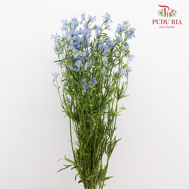 Delphinium Mini Light Blue - (5 Stems)