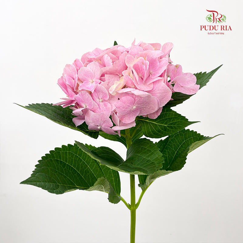 Hydrangea Pink - (Per Stem)