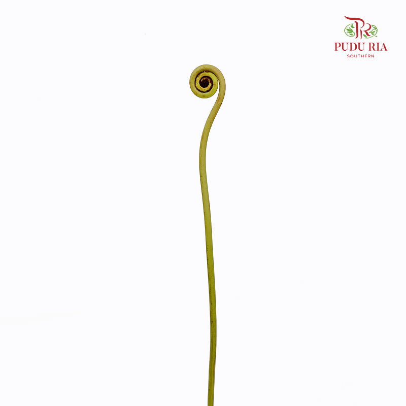 Wild Cat (Fern Spiral) - (Per Stem)