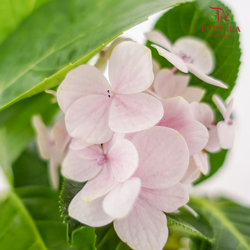 Hydrangea Plant - Pudu Ria Florist Southern