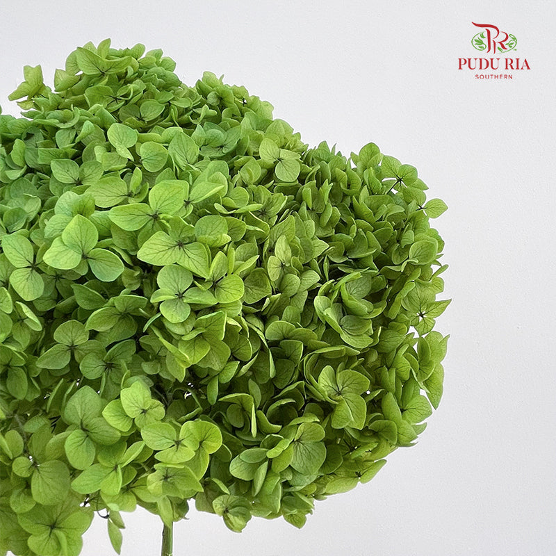 Preservative Hydrangea - Kelly Green / Per Stem