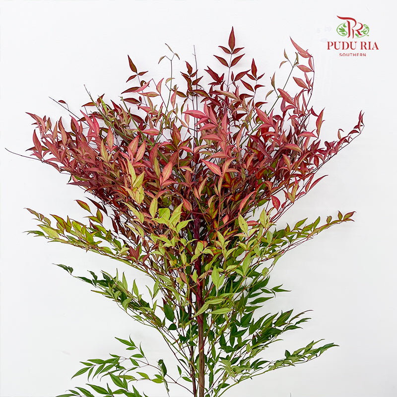 Nandina Domestic Red - (Per Bundle)