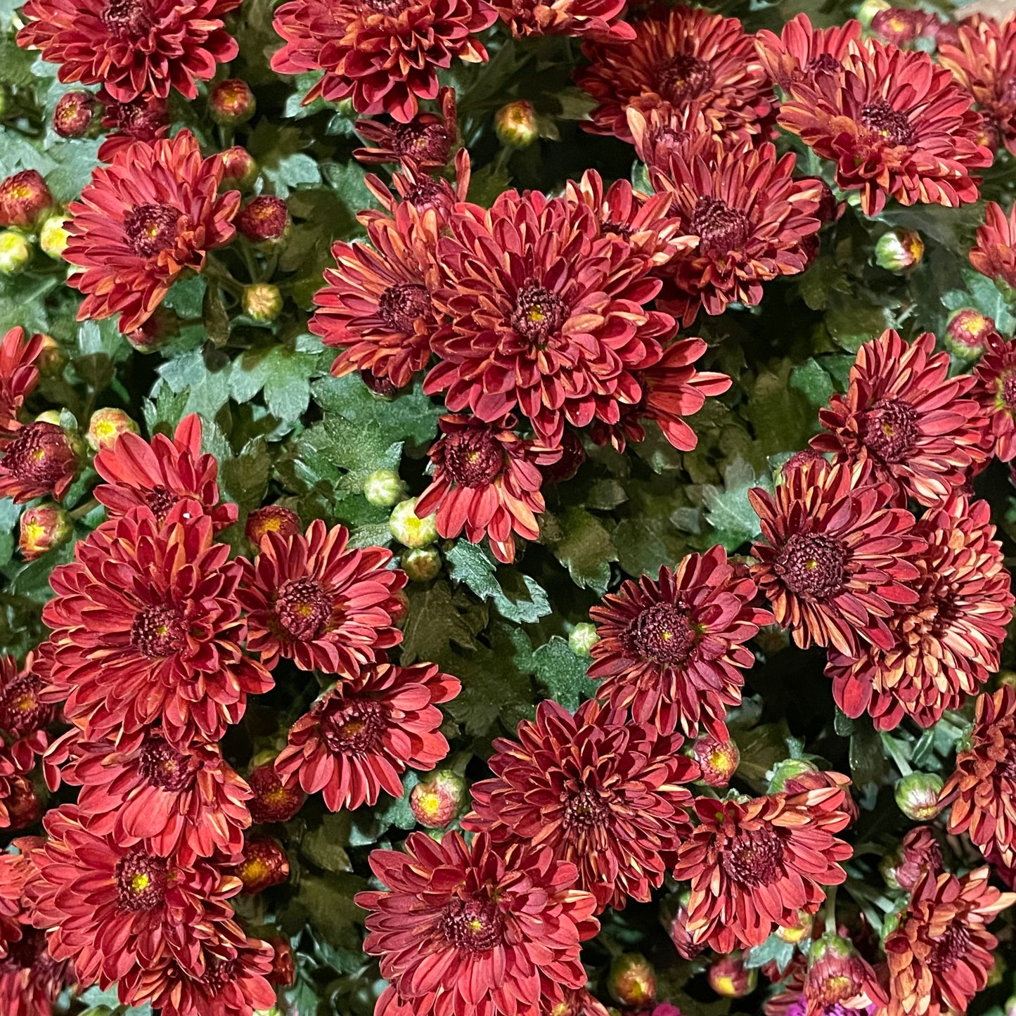Chrysanthemum pom-pom 150P 菊花 2025