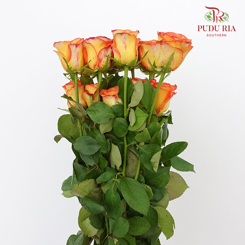 Rose Yellow / Orange (19-20 Stems) - Pudu Ria Florist Southern