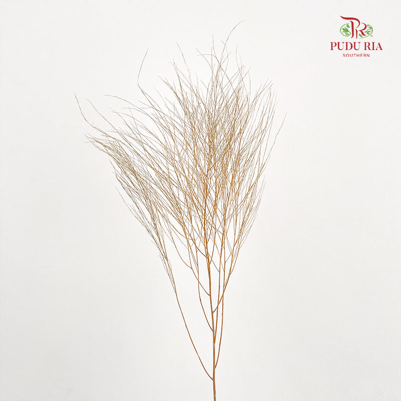 Preservative Luxuan Grass Light Brown