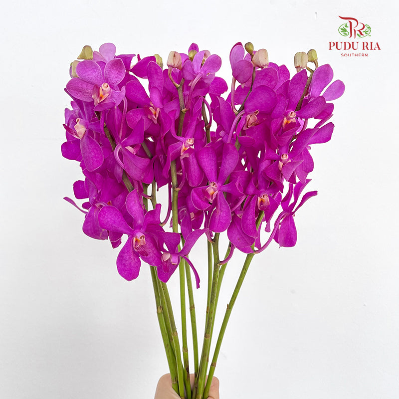 Mokara Orchid Magenta - (10 Stems)